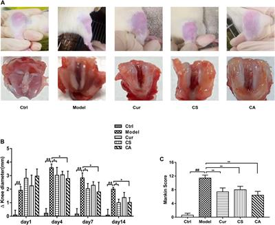 Combined Administration of Curcumin and Chondroitin Sulfate Alleviates Cartilage Injury and Inflammation via NF-κB Pathway in Knee Osteoarthritis Rats